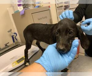 Plott Hound-Unknown Mix Dogs for adoption in Visalia, CA, USA