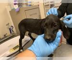 Small Plott Hound Mix