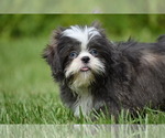 Small #2 Shih Tzu