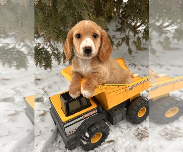 Medium Photo #1 Dachshund Puppy For Sale in MIDDLEBURY, IN, USA