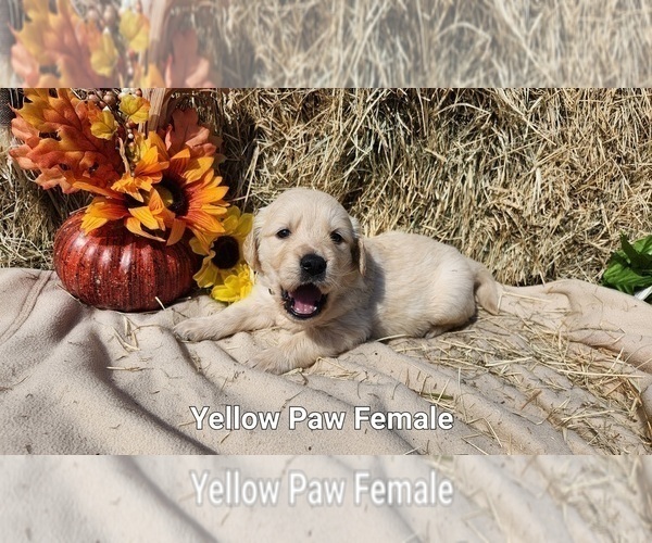 Medium Photo #1 Golden Retriever Puppy For Sale in CRAWFORDVILLE, FL, USA