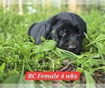 Small #2 Labrador Retriever