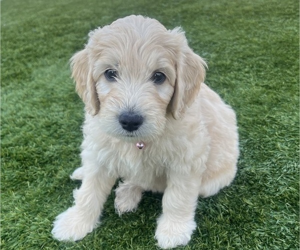 Medium Photo #59 Goldendoodle Puppy For Sale in PHOENIX, AZ, USA