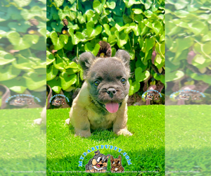 French Bulldog Puppy for sale in SAN DIEGO, CA, USA