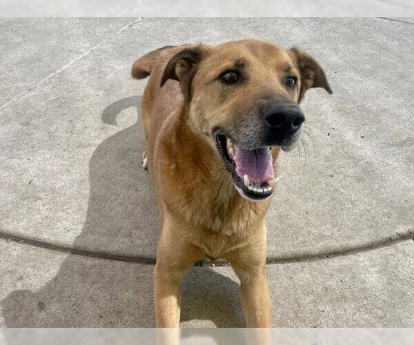 Medium Photo #1 German Shepherd Dog-Unknown Mix Puppy For Sale in Martinez, CA, USA