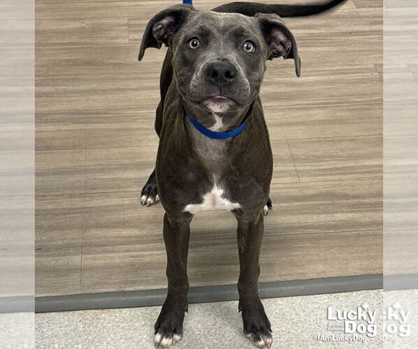 Medium Photo #3 Labrador Retriever-Unknown Mix Puppy For Sale in Washington, DC, USA