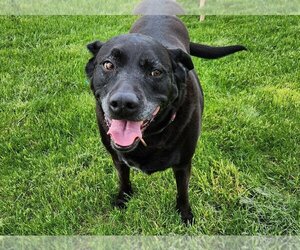 Labrador Retriever Dogs for adoption in Waseca, MN, USA