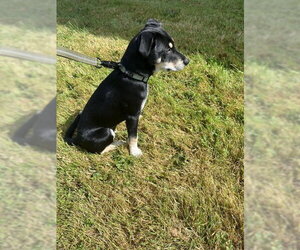 Mutt Dogs for adoption in Bandera, TX, USA
