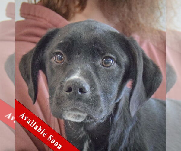 Medium Photo #1 German Shepherd Dog-Unknown Mix Puppy For Sale in Huntley, IL, USA