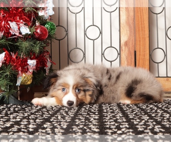 Medium Photo #4 Miniature Australian Shepherd Puppy For Sale in NAPLES, FL, USA