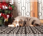Small #3 Miniature Australian Shepherd