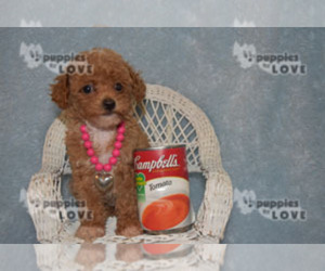 Poodle (Toy) Puppy for sale in SANGER, TX, USA