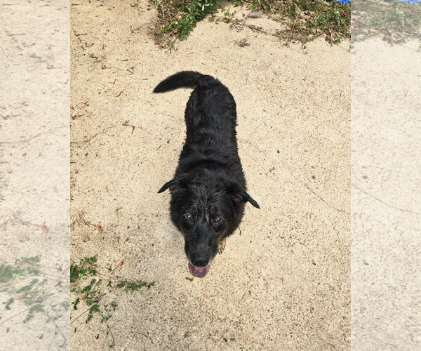 Medium Photo #2 Mutt Puppy For Sale in Jackson, MS, USA