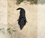 Small #1 Mutt