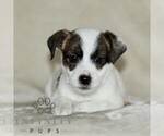 Small Jack Russell Terrier-ShihPoo Mix