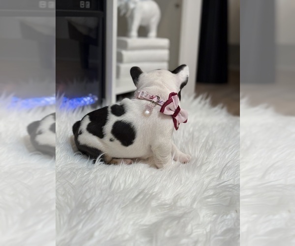 Medium Photo #2 French Bulldog Puppy For Sale in CINCINNATI, OH, USA