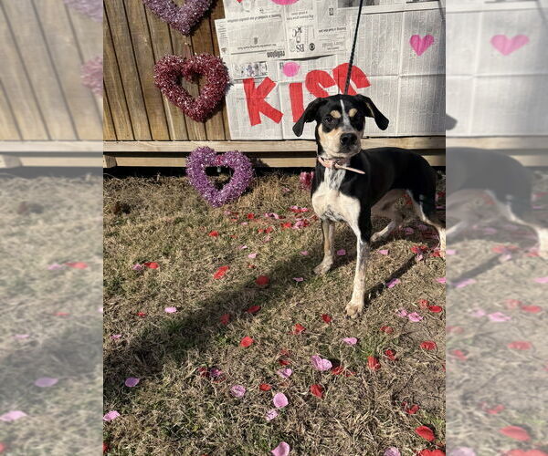 Medium Photo #6 Mutt Puppy For Sale in Elmsford, NY, USA