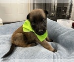 Small Photo #112 Belgian Malinois Puppy For Sale in REESEVILLE, WI, USA