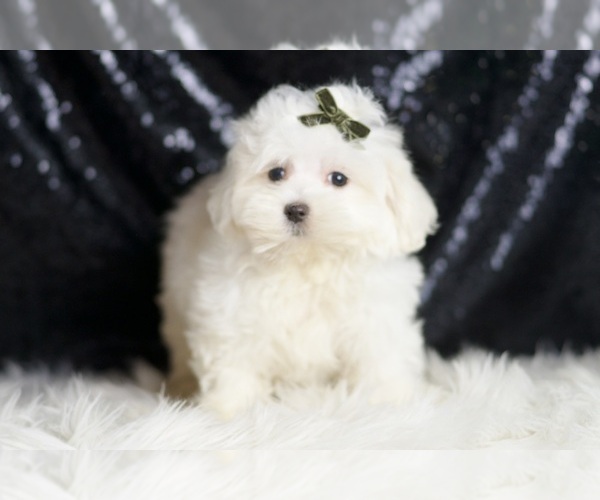 Medium Photo #2 Maltipoo Puppy For Sale in WARSAW, IN, USA