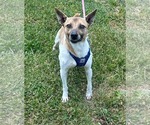 Small #3 Jack-Rat Terrier