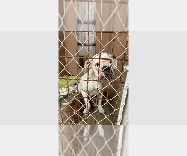 Medium Photo #2 Boxer Puppy For Sale in Austin, TX, USA