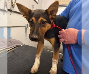 Mutt Dogs for adoption in Camarillo, CA, USA