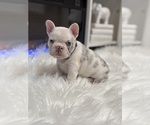 Puppy Rylo French Bulldog