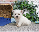 Small #2 West Highland White Terrier