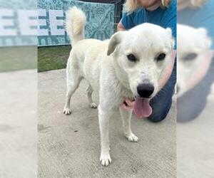 Labrador Retriever-Unknown Mix Dogs for adoption in San Antonio, TX, USA