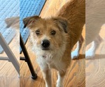 Small #4 Parson Russell Terrier-Poodle (Miniature) Mix
