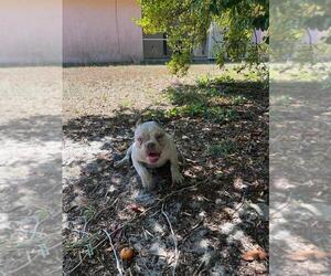 American Bully Puppy for sale in WEEKI WACHEE, FL, USA