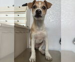 Small #3 Chihuahua Mix