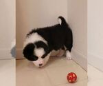 Small #2 Border Collie