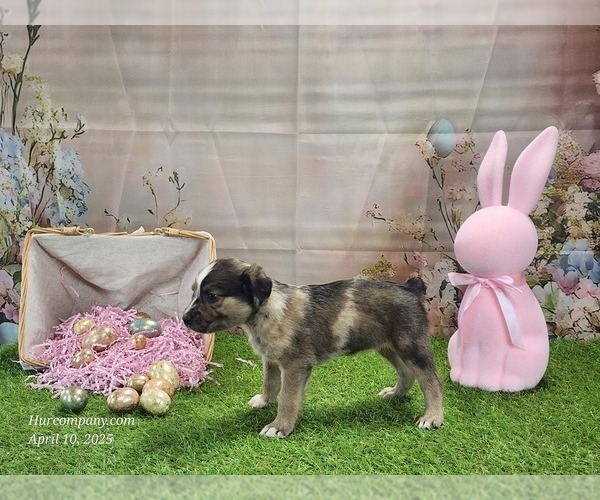 Medium Photo #14 Catahoula Leopard Dog Puppy For Sale in CUMBY, TX, USA