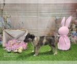 Small #13 Catahoula Leopard Dog