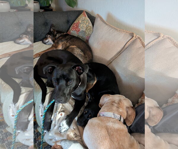 Medium Photo #4 Mutt Puppy For Sale in Sandy, UT, USA