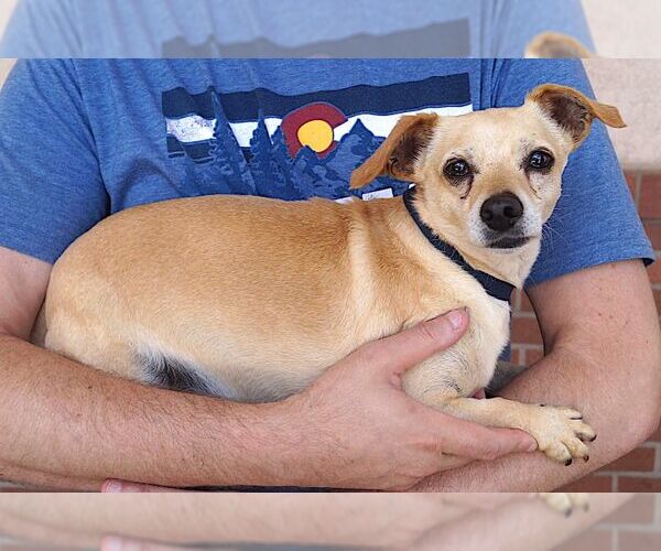 Medium Photo #6 Chihuahua Puppy For Sale in Carrollton, TX, USA