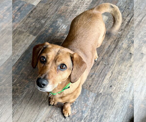 Medium Photo #1 Dachshund-Unknown Mix Puppy For Sale in Fargo, ND, USA