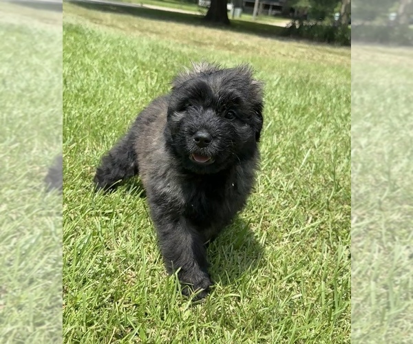 Medium Photo #8 Bouvier Des Flandres Puppy For Sale in WALKER, LA, USA