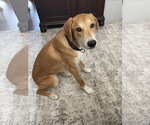 Small #4 Doberman Pinscher-Great Pyrenees Mix