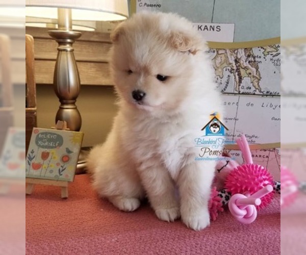 Medium Photo #27 Pomsky Puppy For Sale in RAMSEY, MN, USA