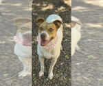 Small #1 Mutt