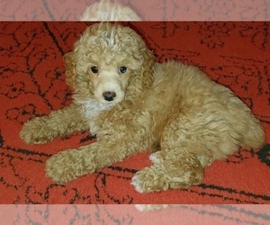Poodle (Miniature) Puppy for sale in RIPLEY, TN, USA