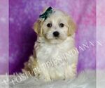 Puppy Lil Man Maltipoo (Miniature)