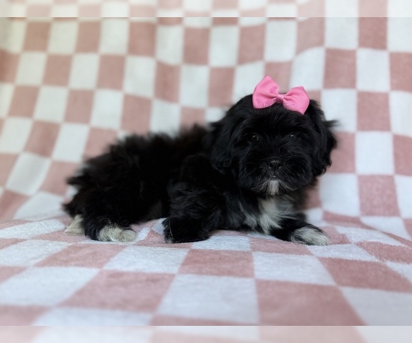 Medium Photo #2 Shih-Poo Puppy For Sale in LAKELAND, FL, USA