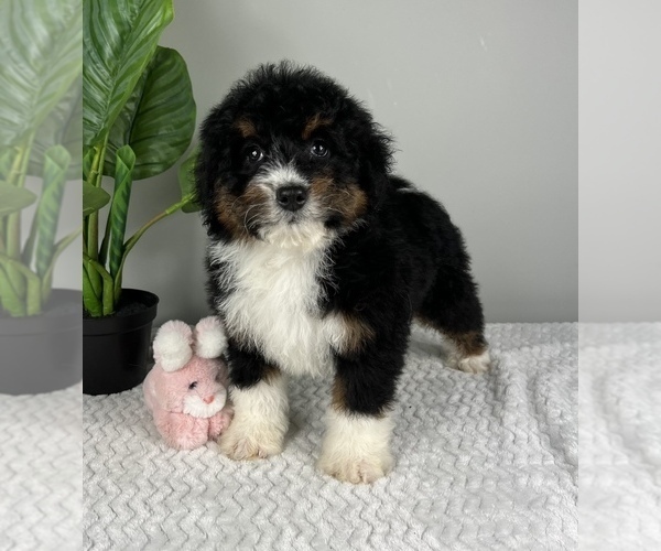 Medium Photo #1 Bernedoodle (Miniature) Puppy For Sale in FRANKLIN, IN, USA