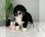 Small Photo #1 Bernedoodle (Miniature) Puppy For Sale in FRANKLIN, IN, USA