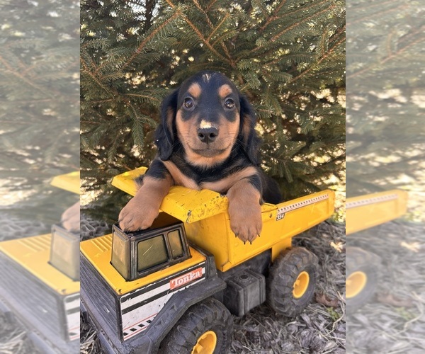 Medium Photo #5 Dachshund Puppy For Sale in MIDDLEBURY, IN, USA