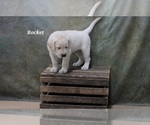 Puppy Rocket Labrador Retriever
