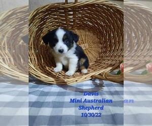 Medium Miniature Australian Shepherd